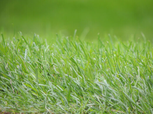 Envyness – The grass is always greener on the other side