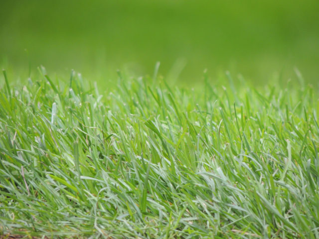 Envyness – The grass is always greener on the other side