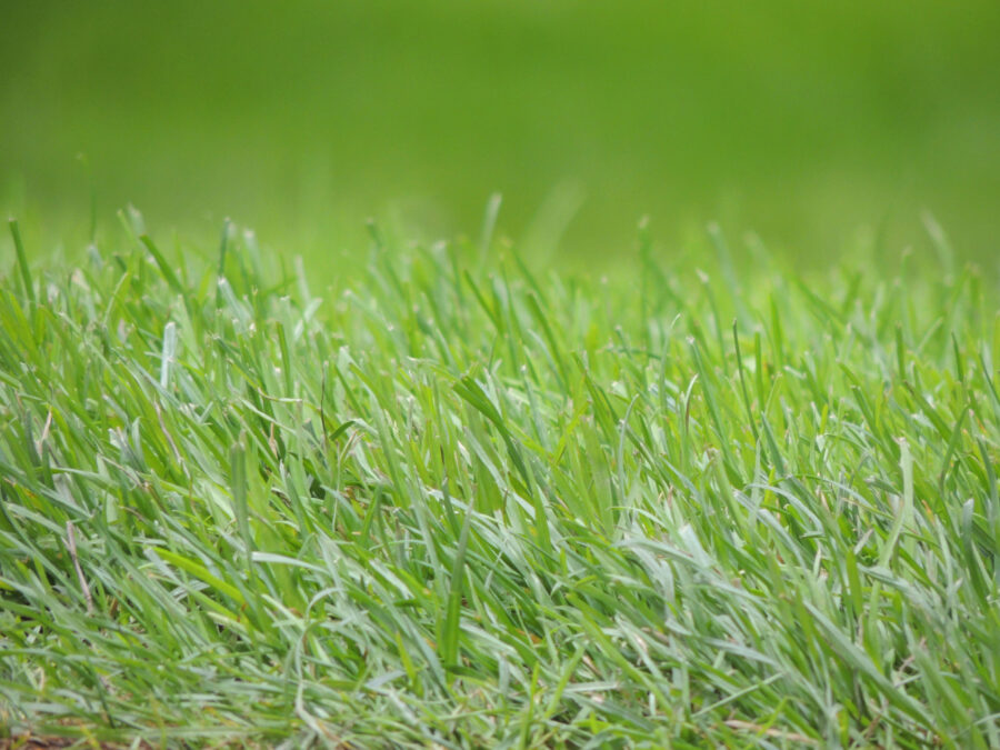 Envyness – The grass is always greener on the other side